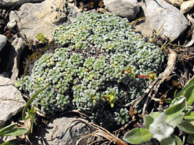 Saxifraga caesia